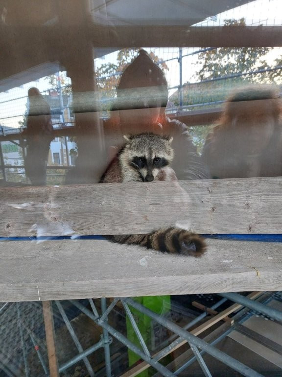 Kita-Baustellenbesucher: Waschbär