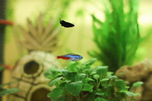 Fische im Aquarium