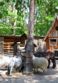 Tiergestützte Pädagogik - Garten mit Tieren in der Kita Griesinger Waldfüssler, Griesinger Straße, Kindertagesstätten Nordwest