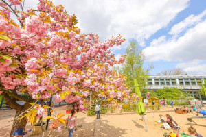 Kirschblütenbaum auf dem Spielplatz der Kita Humboldtstraße