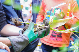 Kinder halten Pflanze mit Wurzel in der Hand