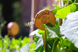 Garten mit Gurken-Schild