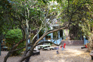 Baum im Innenhof der Kita Schlüterstraße
