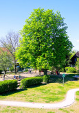 Garten der Kita Tornower Weg, Kindertagesstätten Nordwest