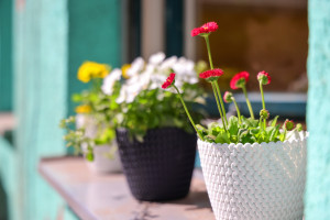 Bunte Blumen auf dem Fensterbrett der Kita Wirbelwind